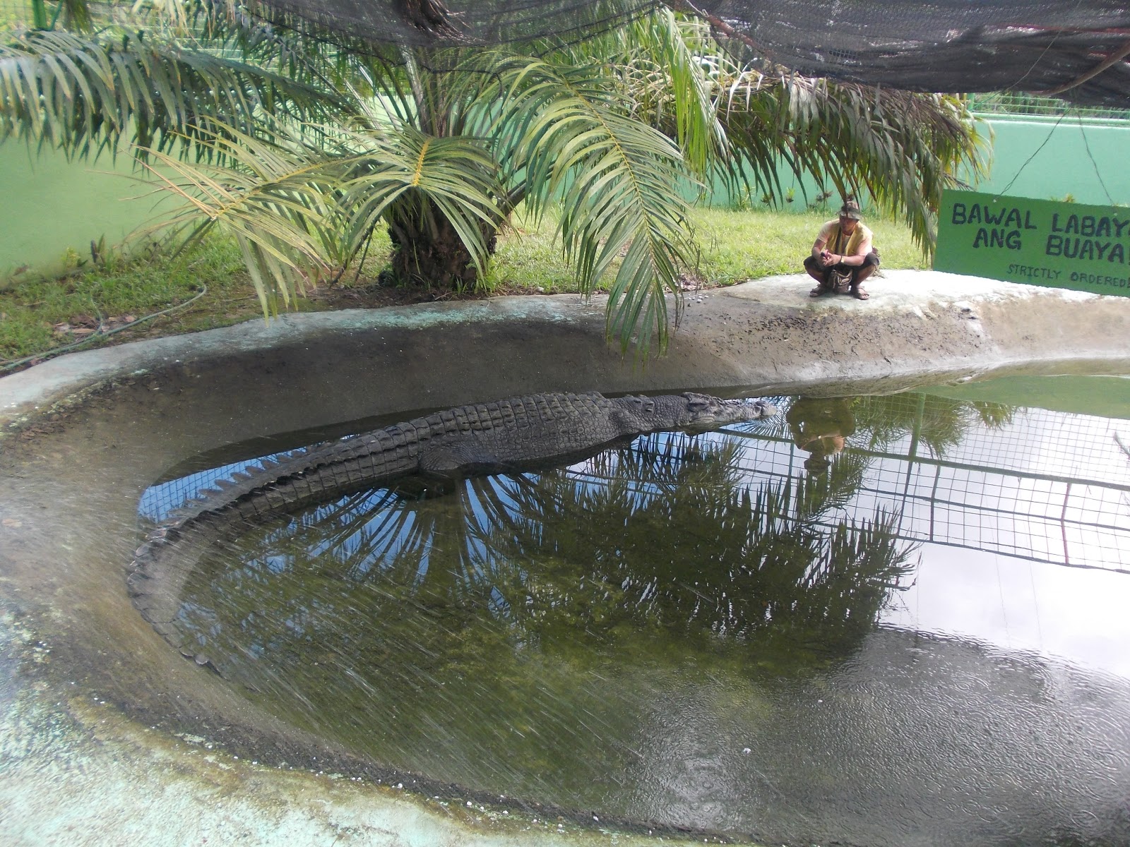 largest crocodile record