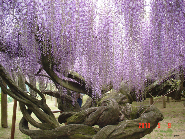 O fantástico túnel de flores Glicínias