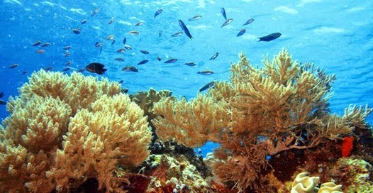 Keindahan Bawah Laut Maumere Keindahan Bawah Laut Maumere
