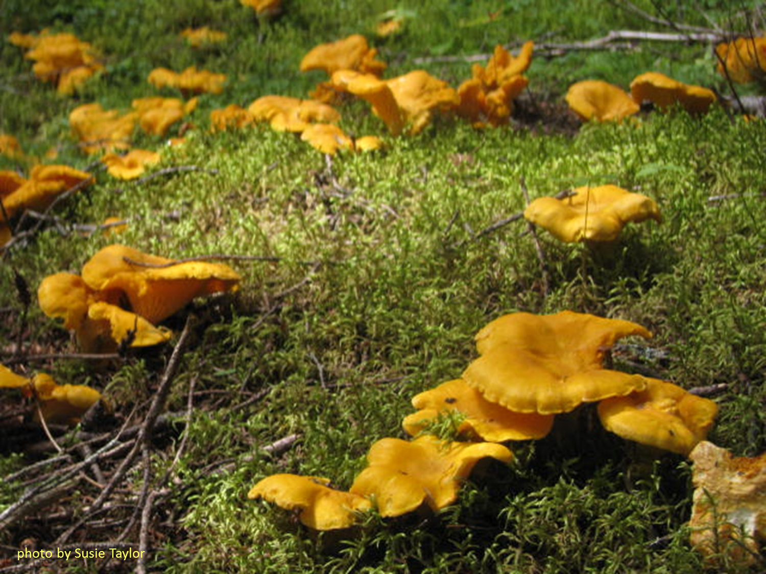 The Moose Curry Experience Ode to Chanterelles