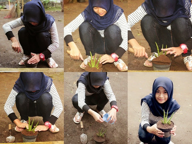 Cara Menanam Lidah Buaya (Aloe Vera) Yanti TriYanti