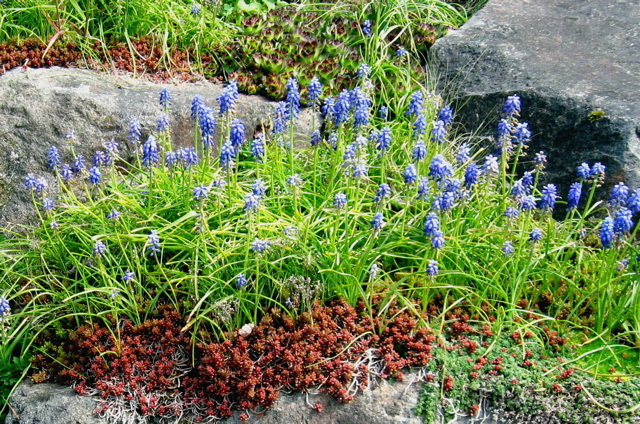 seattle garden ideas rockery plants part 2 seattle garden ideas rockery plants part 2