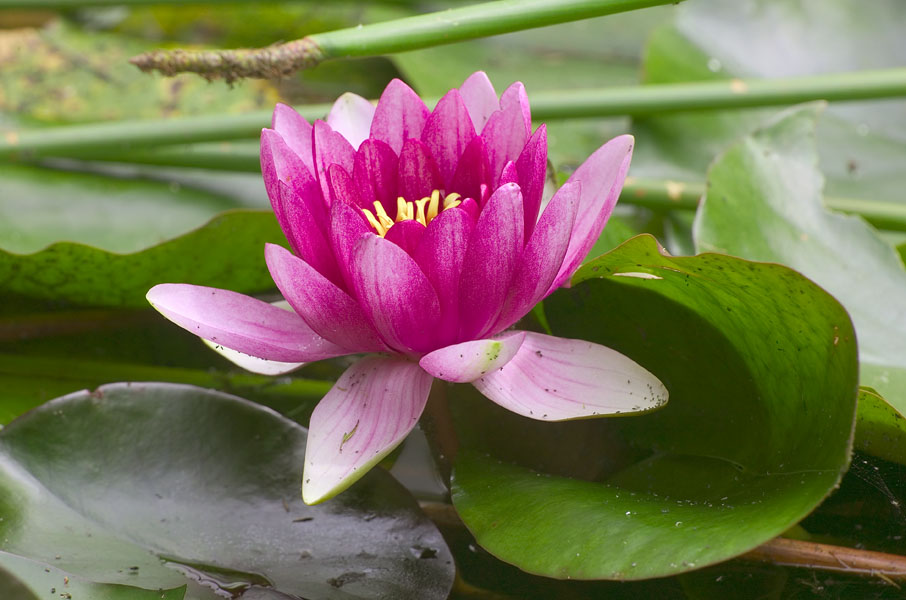 Beautifull lotus flower pictures