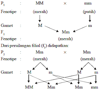 Monohibrid dominan penuh Monohibrid dominan penuh