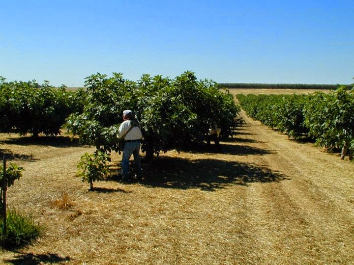 Figs Photo Collection Around the World Maywood Farms Around the Figs