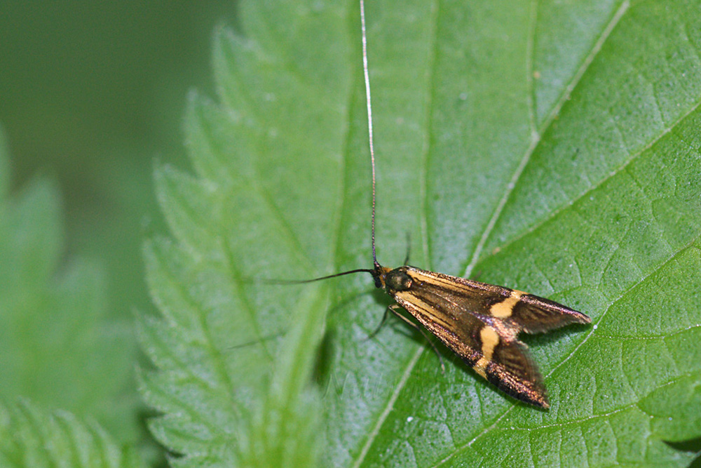 Photo Nature Lilliputienne (macrophotographies) Nemophora degeerella