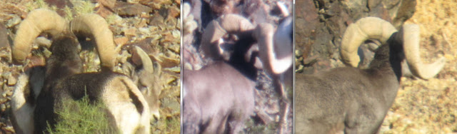 Rear+Angle+of+Sheep+for+How+to+Score+and+Field+Judge+Bighorn+sheep+with+Colburn+and+Scott+Outfitters.jpg