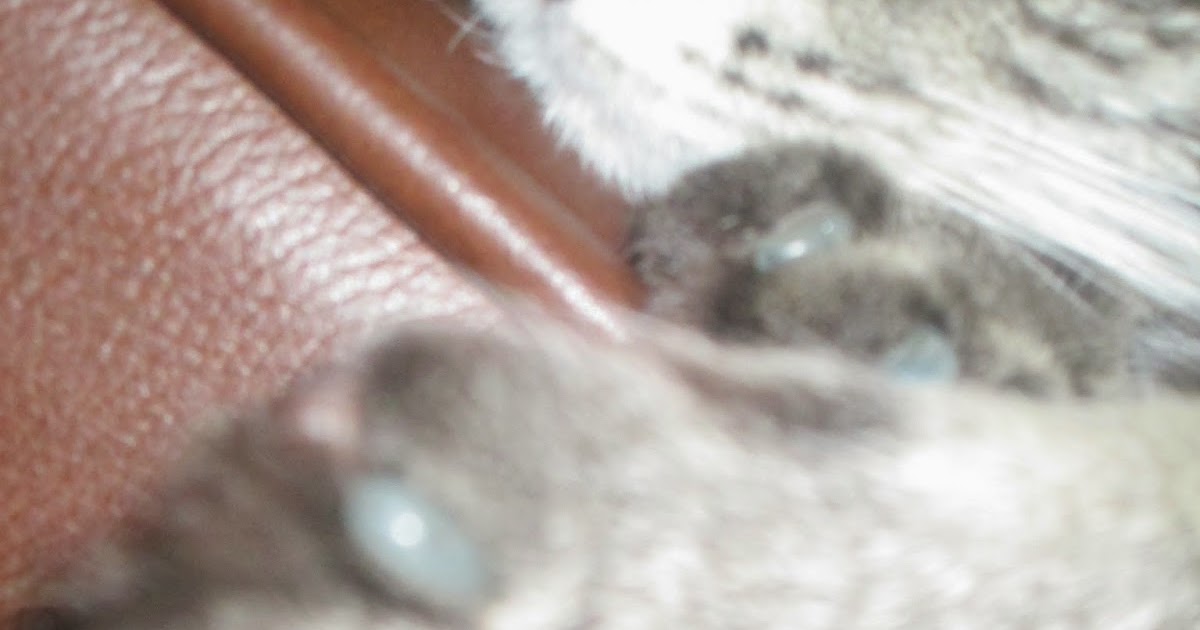 Chic Home Mom Update on Soft Paws for cats