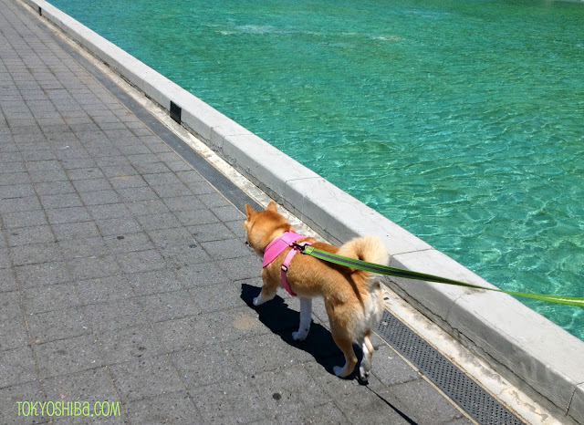 Soft Dog Harness Australia Soft Dog Harness Australia