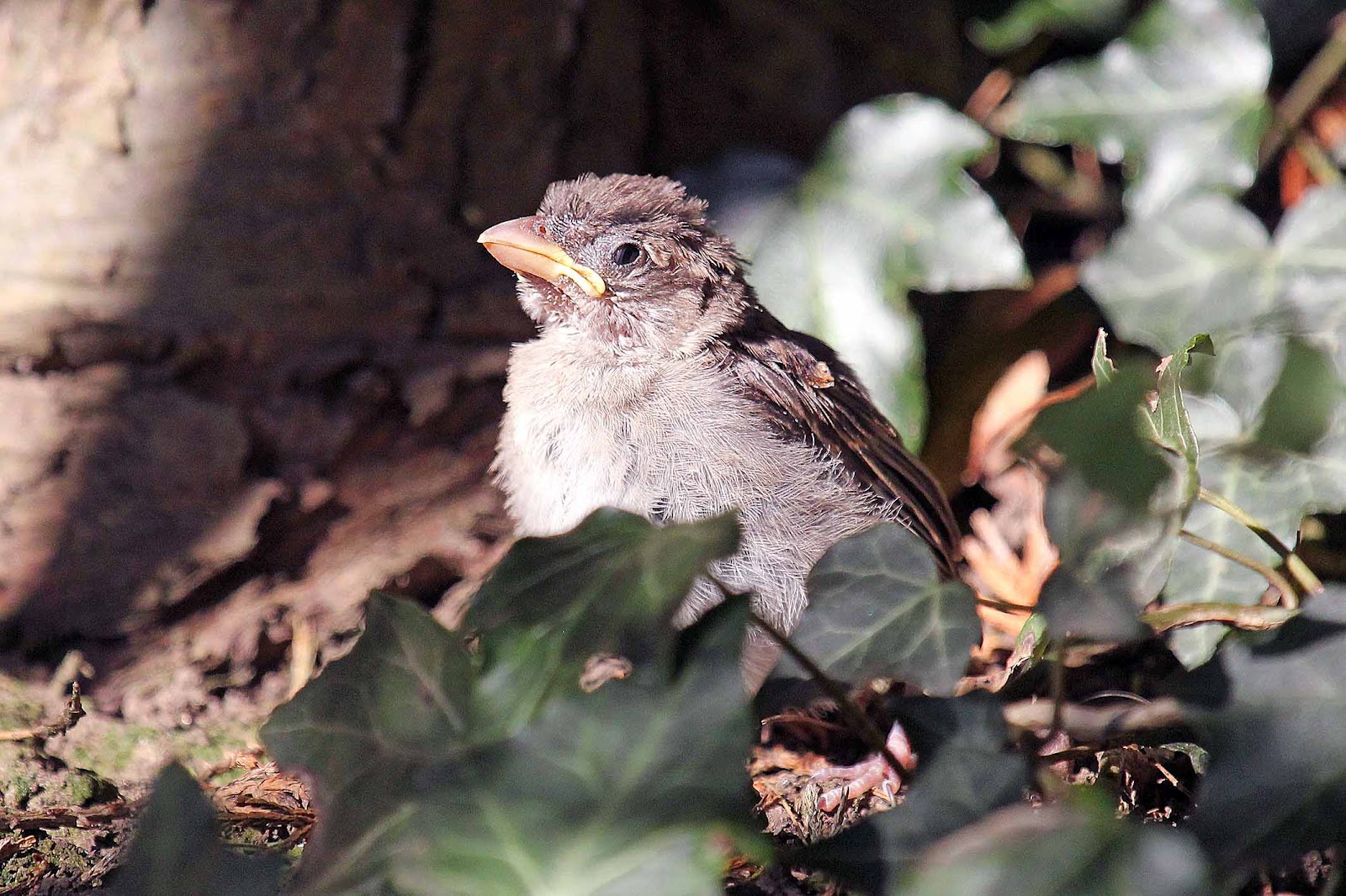 Wildlife and Landscapes House Sparrow and Chick