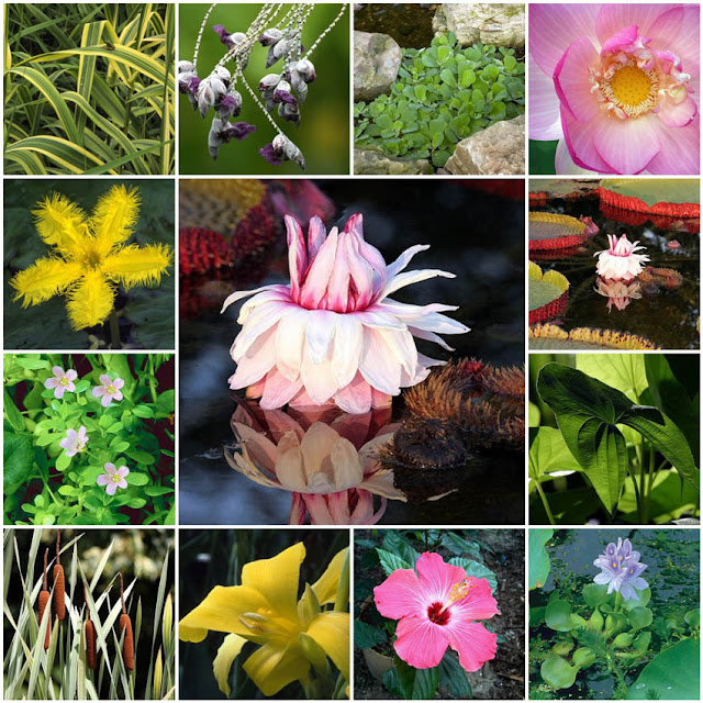 Aquascape Your Landscape Aquatic Plant Beauties