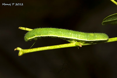 Caterpillar of Common Grass Yellow Butterfly Caterpillar of Common Grass Yellow Butterfly