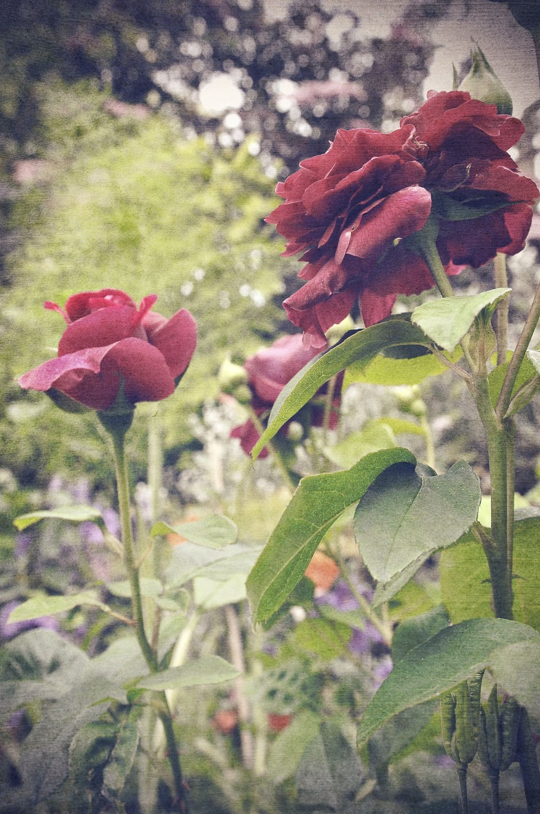Vintage Roses © Louise Jolley Photography