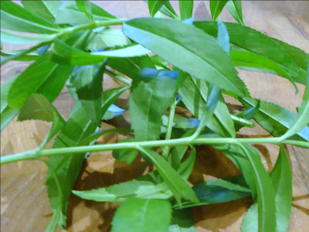 Menu Musings of a Modern American Mom Tarragon Chicken Salad with