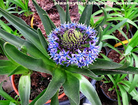 Scilla peruviana