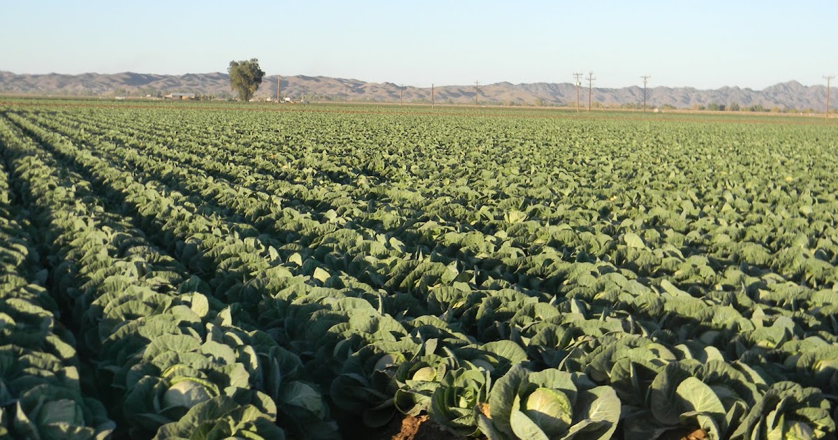 Brown's Great Adventure Yuma's Agriculture