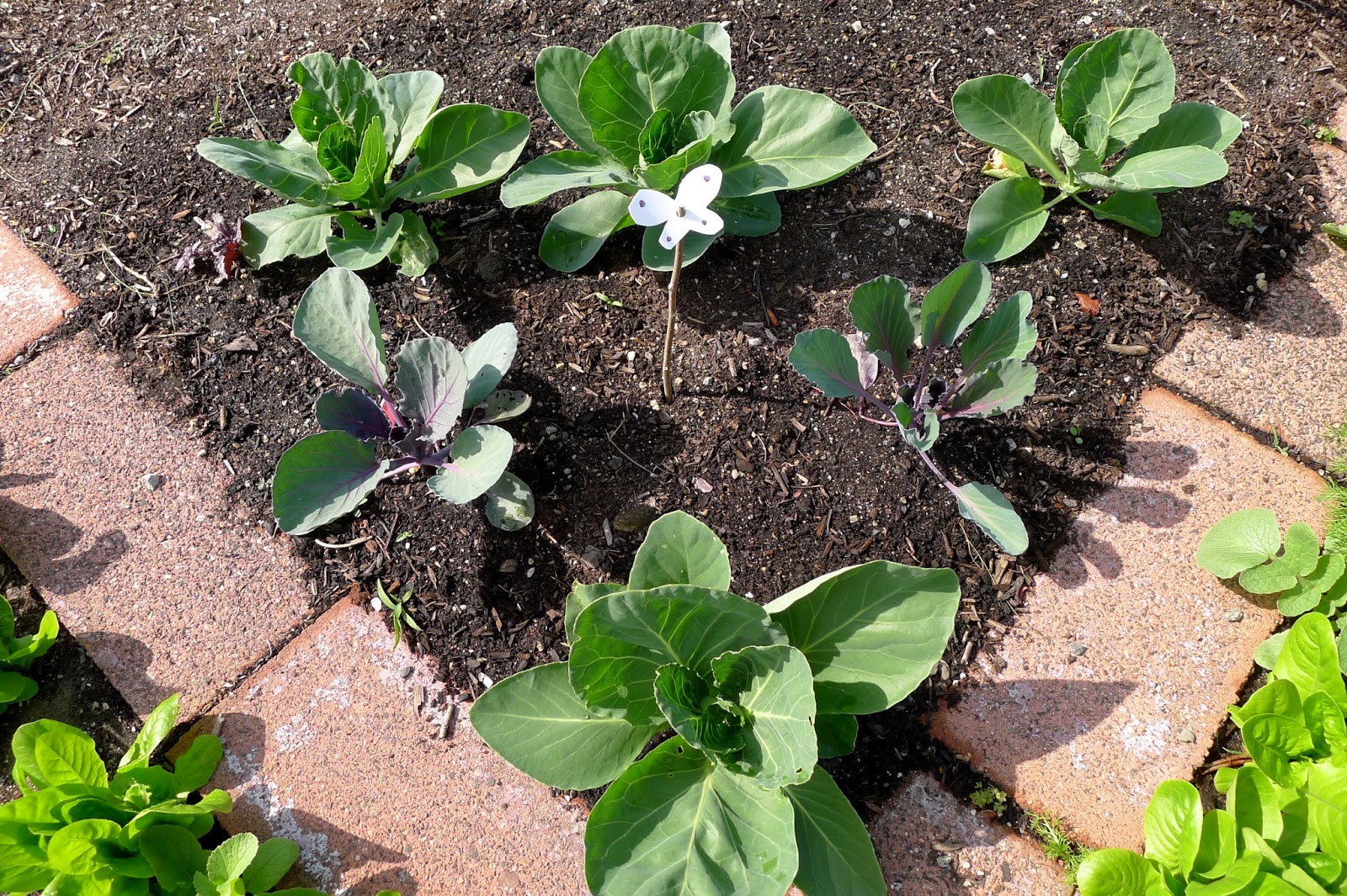 Less Noise, More Green Organic Pest ControlCabbage Moth Decoys