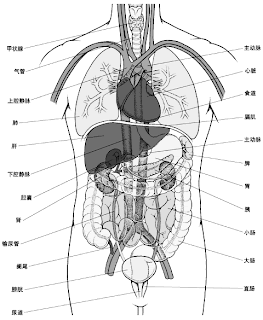 Thesis: Human's organ