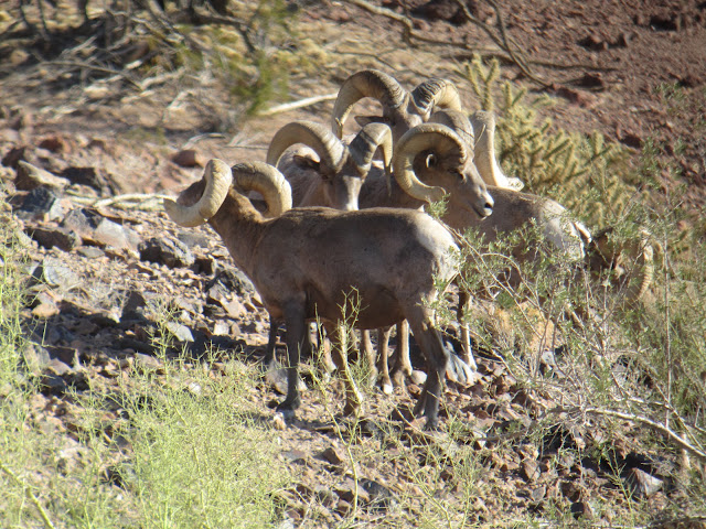 Colburn+and+Scott+Outfitters+Desert+Sheep+Scouting+Pictures+5.JPG