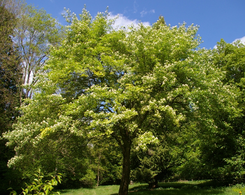 John Grimshaw's Garden Diary Wild Servicetree