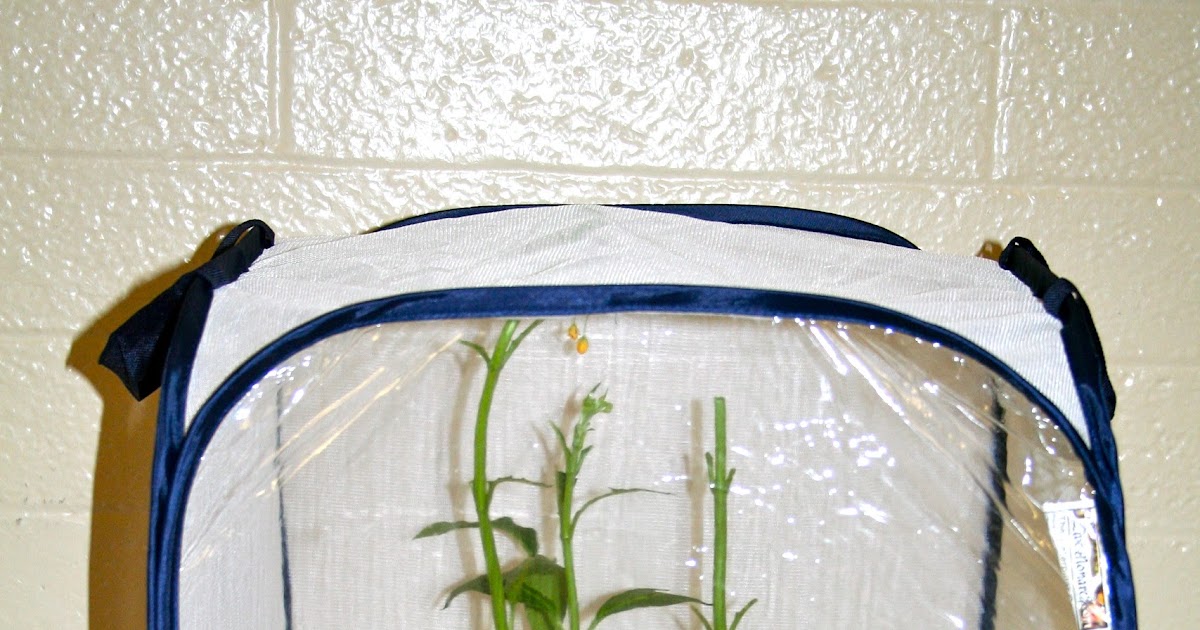 Milkweed Gardens Butterfly Habitat for the Classroom