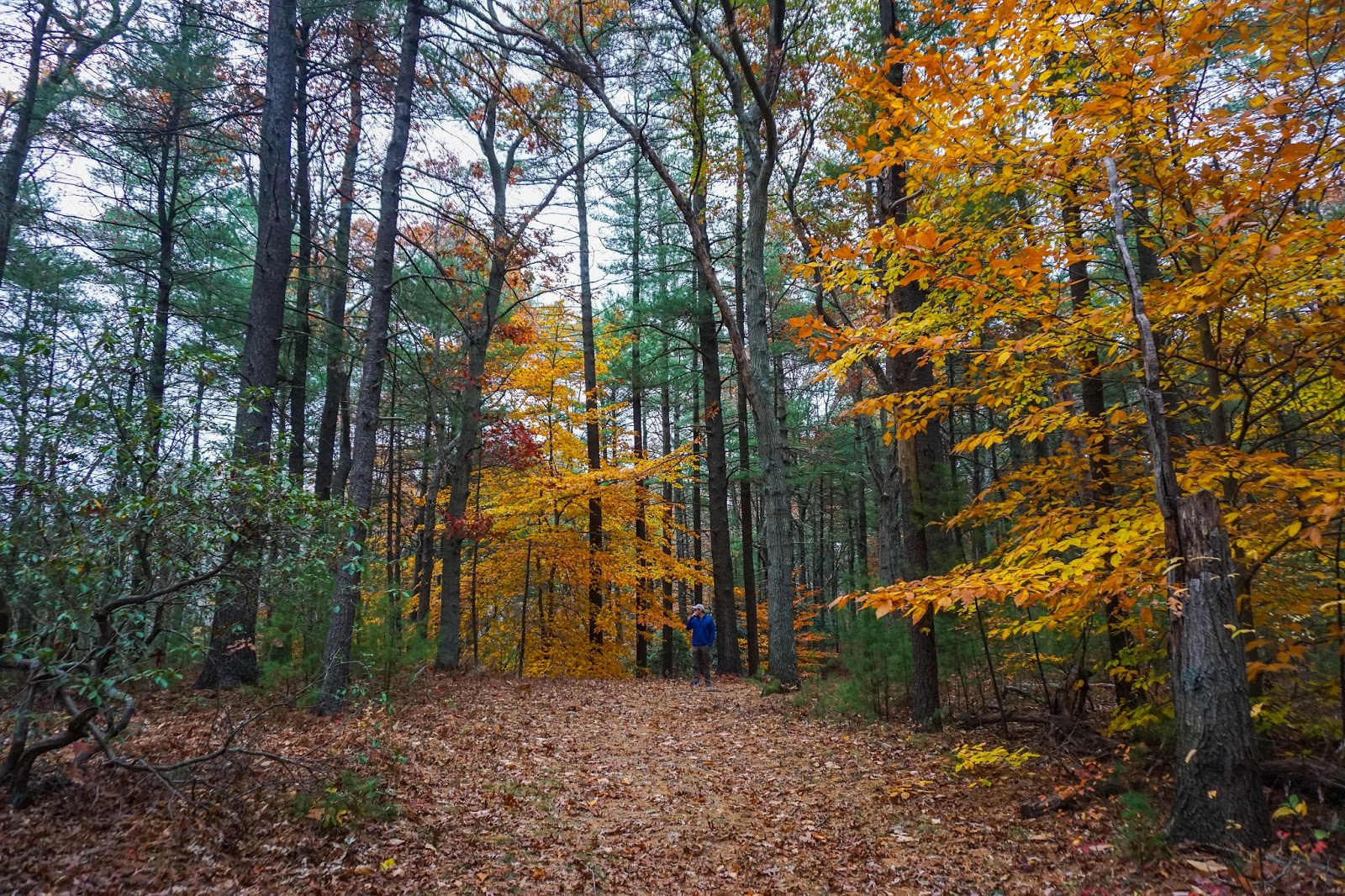 Fall Scenery at Washington Forest Hingham, MA