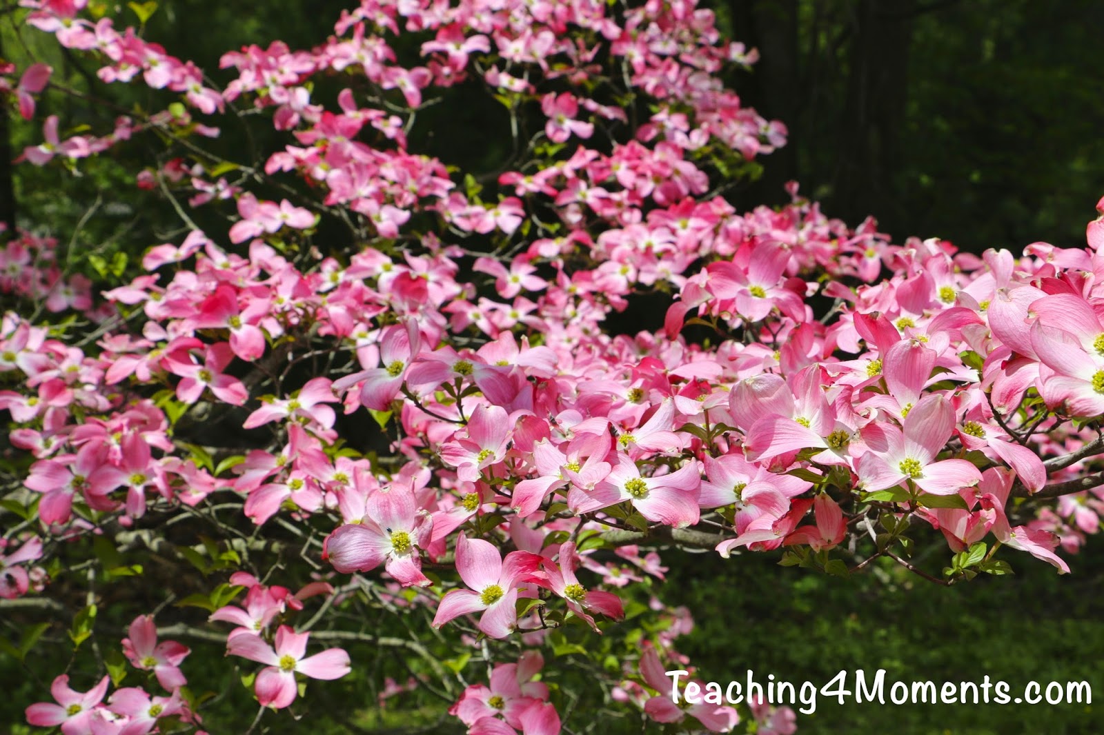Teaching 4 Moments-Pink Flowering Dogwood