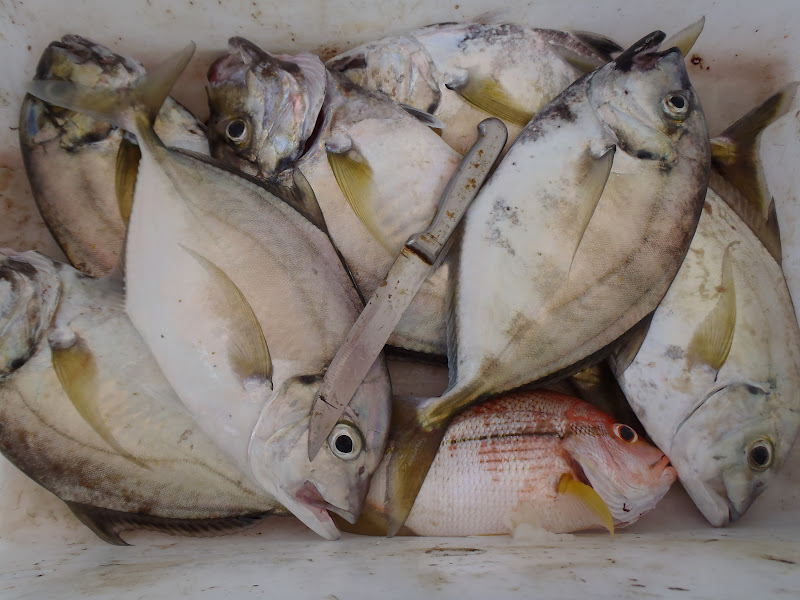 Kingfish Angler Menuai Ikan Putih Dan Titir