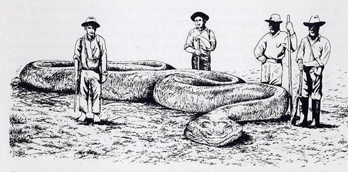 La legendaria Yacumama: La más grande serpiente come humanos aún viva Sucuri+02dddd