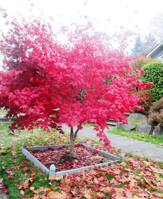 Maple tree with all of it's leaves bright red in fall