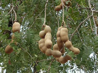 Asam Jawa (Tamarindus indica L)