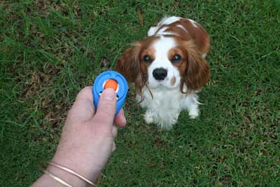 Dog Clicker Training Basics Dog Clicker Training Basics