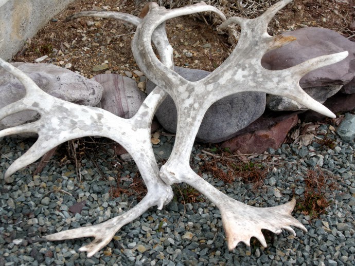 Designing Home: Antlers: Trend or timeless? antlers in the sun