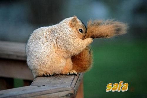 embarrassed-squirrel.jpg