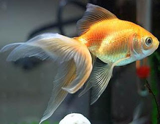 Goldfish Pictures - Yellow Fantail Goldfish