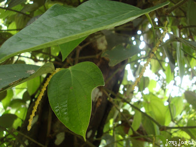 Pepper plant with peppercorns Pepper plant with peppercorns