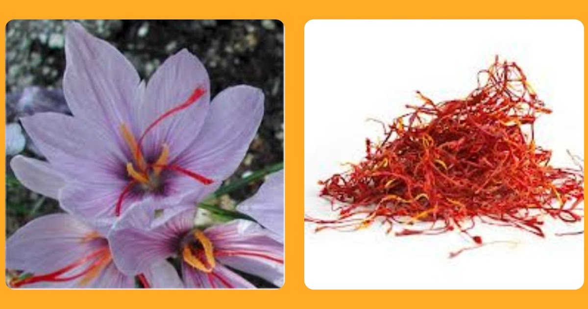 USHA'S KITCHEN Saffron the dried stigma