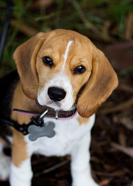 Interesting Facts about Beagles