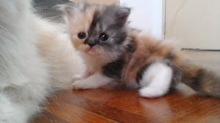 flatface low nose kitten