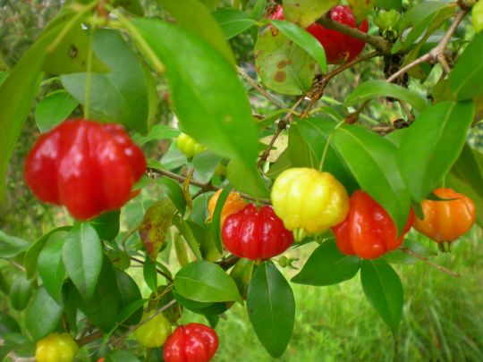 Waktu Kecil Pernah nge-Bolang? Pernah Makan Taneman Ini ga?