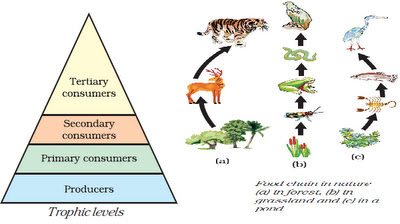 biological magnification Michigan environmental education curriculum web modules in water quality, ecosystems, and energy and sustainability. biological magnification Michigan environmental education curriculum web modules in water quality, ecosystems, and energy and sustainability.