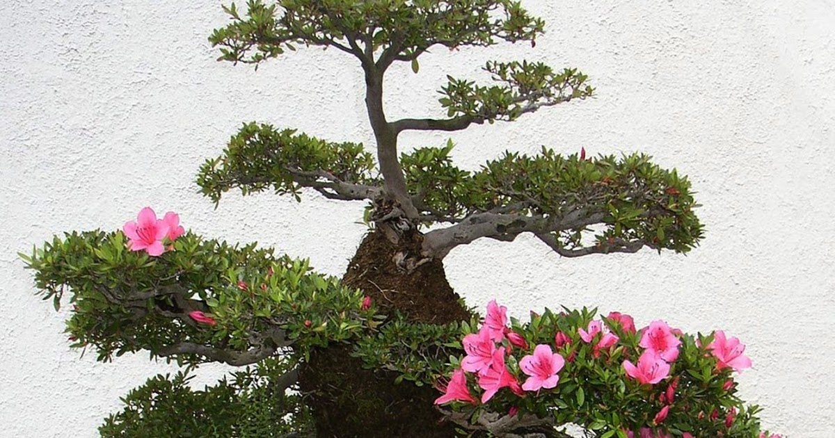 Blog do Edu Ambiental Bonsai