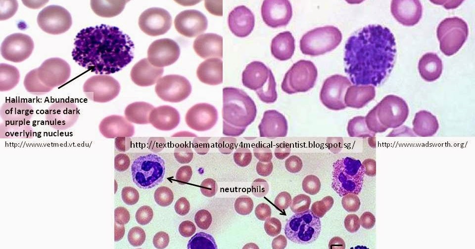 Haematology in a NutShell Basophils