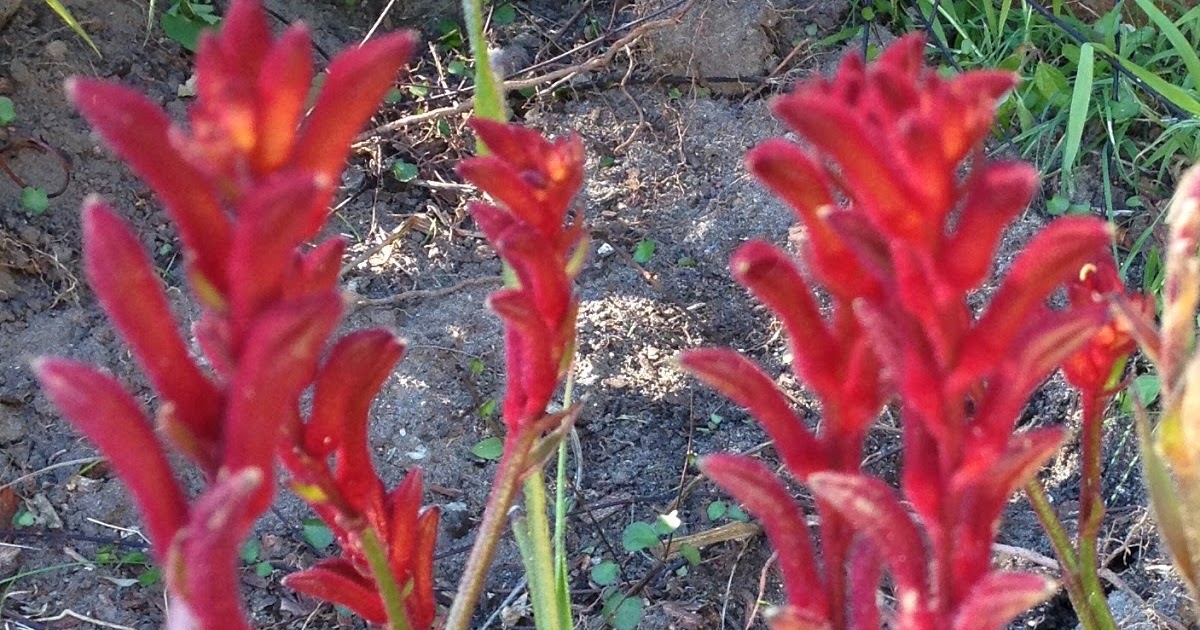 How to care for and prune Kangaroo Paw Plants Basil and