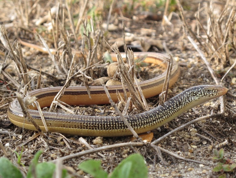 Life is short, but snakes are long Lizards of glass