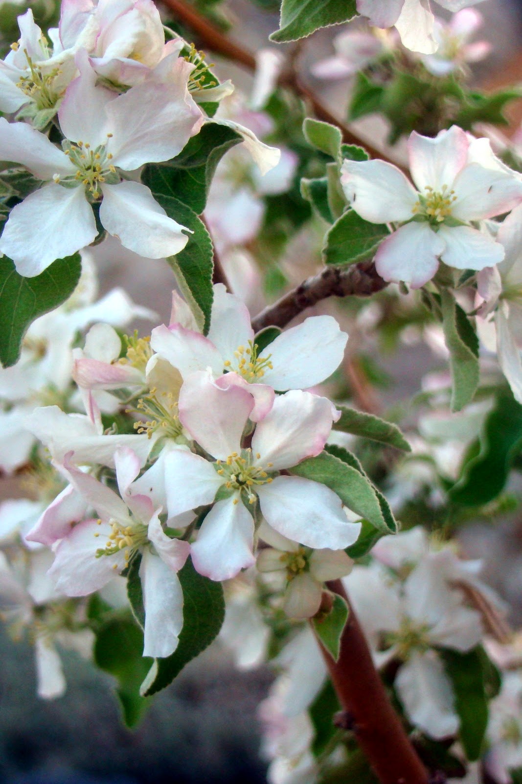 Nourished and Nurtured Planting Fruit Trees