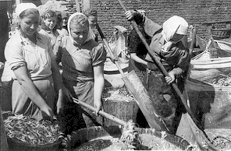 Рыбное производство в Керчи. Коса Целимберная, 1950-е годы
