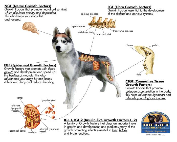 Canine Anatomy Diagram