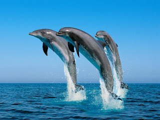 Beautiful animal wallpapers HD, desktop, latest, stylish, photography, wildlife, 2012, modern, images, pictures, wallpapers Beautiful animal wallpapers HD, desktop, latest, stylish, photography, wildlife, 2012, modern, images, pictures, wallpapers