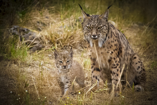 ¿Existen linces en Sanabria?